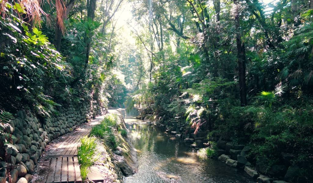 🌳 토도로키 녹지 (等々力緑地) 이미지 8